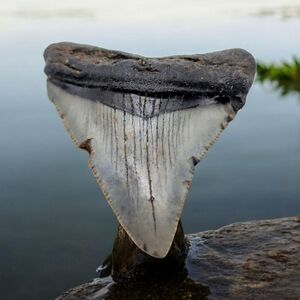 Real Otodus Megalodon Shark Tooth Fossil Sharp Serrations Black / Gray